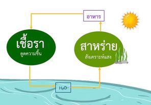 วัฏจักร