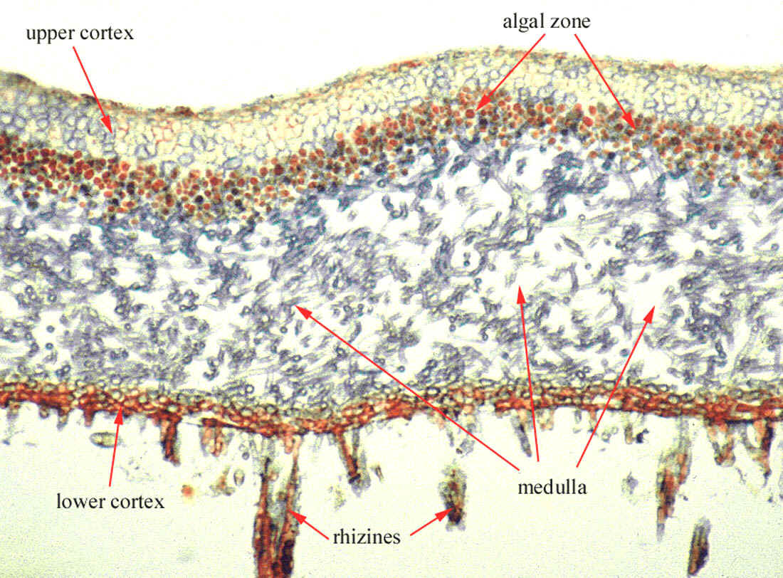 ภาพตัดตามขวางของไลเคน ที่มา http://www.uoguelph.ca/~gbarron/MISC2006/lichen.htm